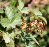 genus Rubus. Соплодие с завязавшимися плодами. Казахстан, г. Актау, одичавшее. 22 июня 2021 г.