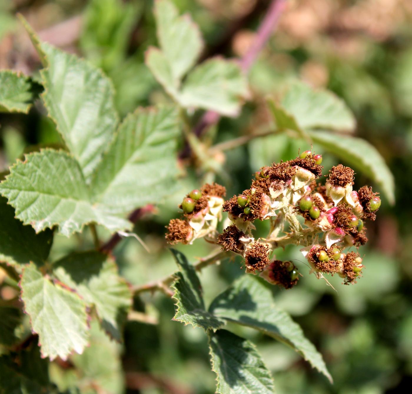 Изображение особи род Rubus.