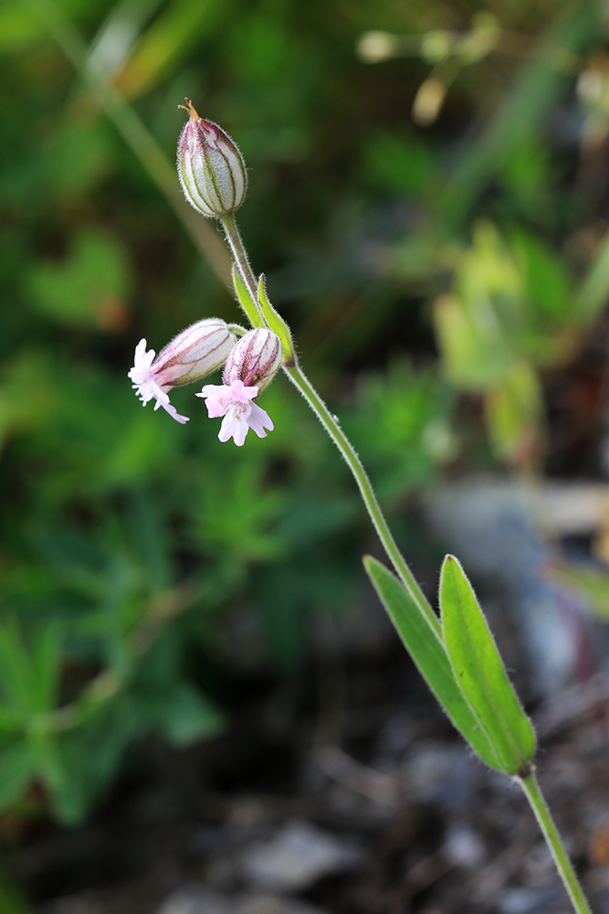 Изображение особи Silene obscura.