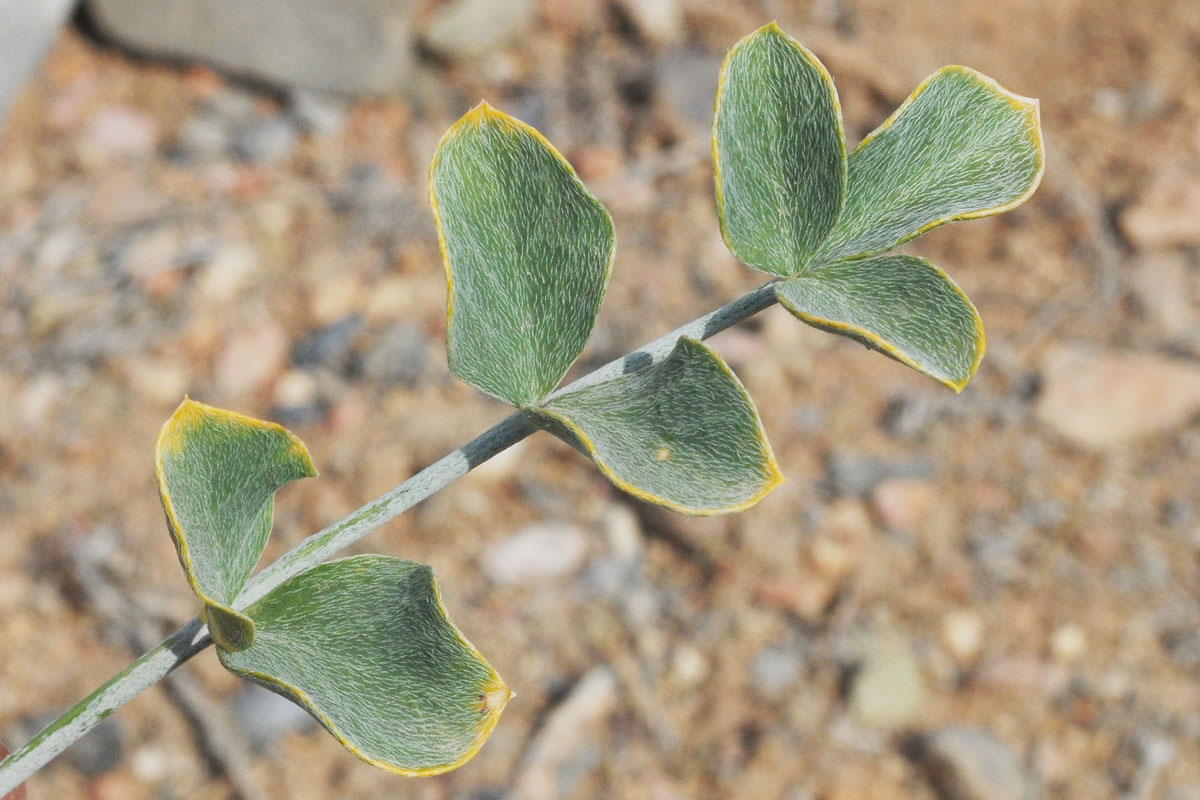Image of Astragalus brachyrachis specimen.