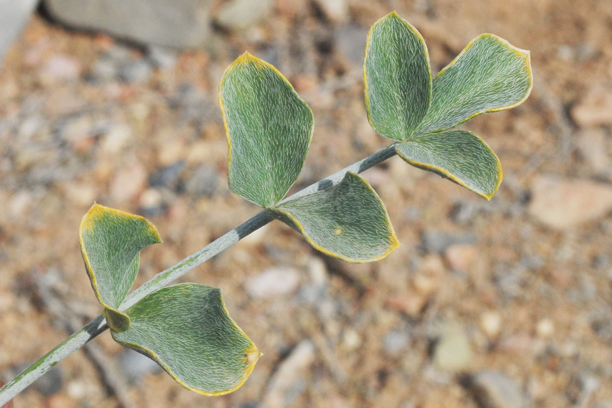 Изображение особи Astragalus brachyrachis.