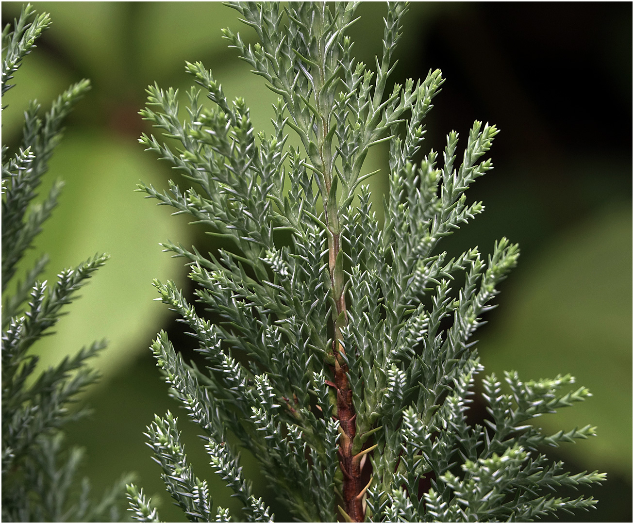 Image of Chamaecyparis lawsoniana specimen.