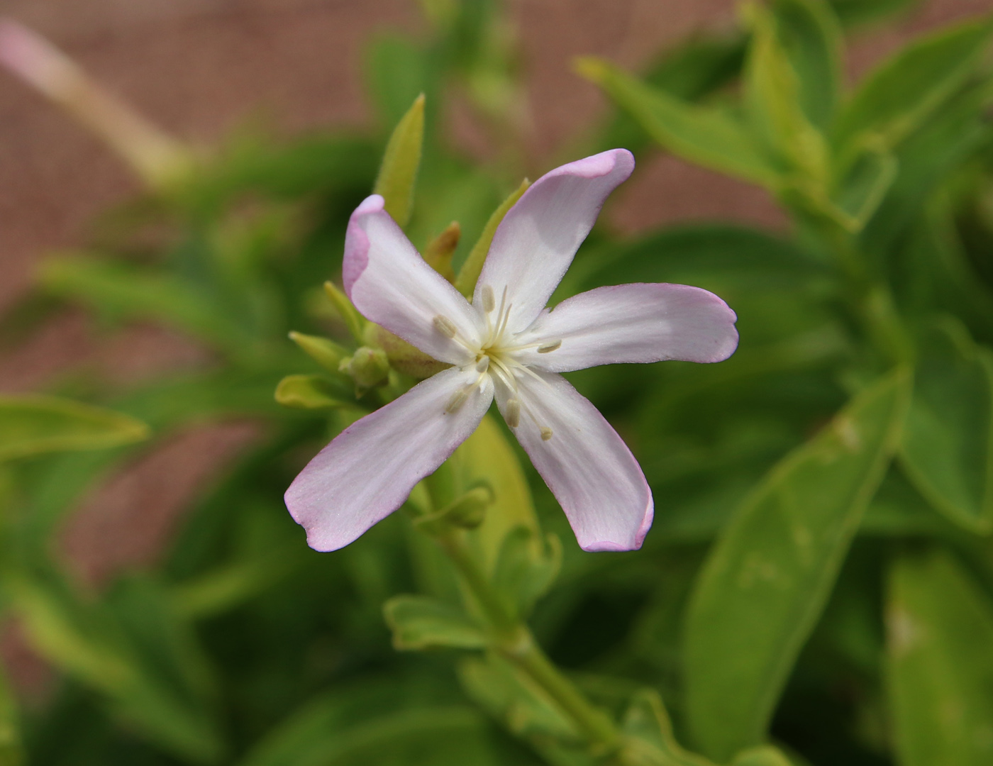 Image of Saponaria officinalis specimen.