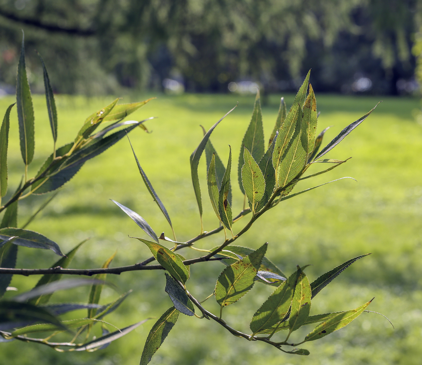 Изображение особи Salix euxina.