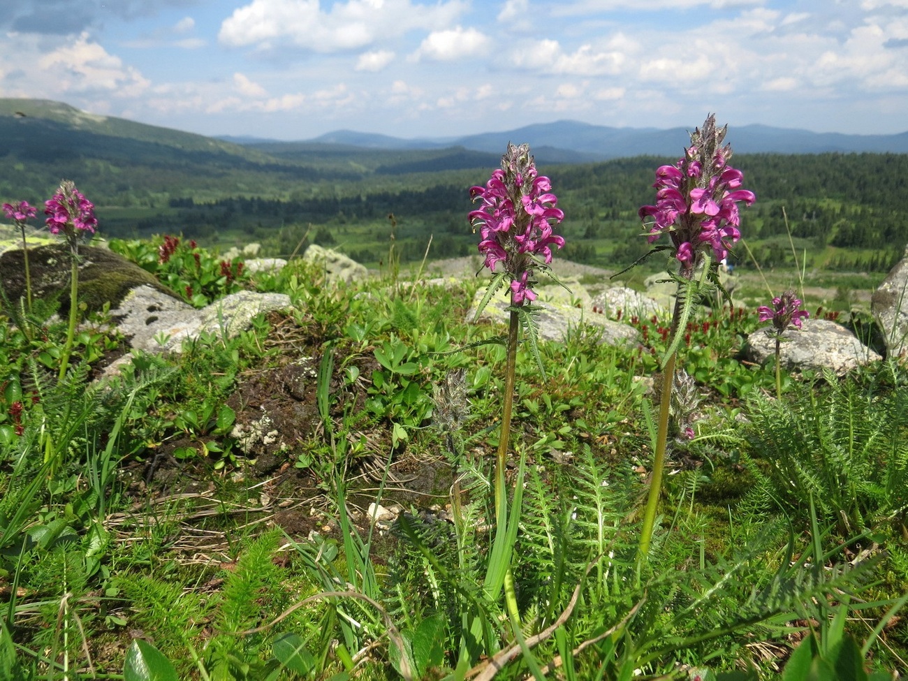 Image of Pedicularis interioroides specimen.