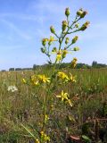 Senecio paucifolius