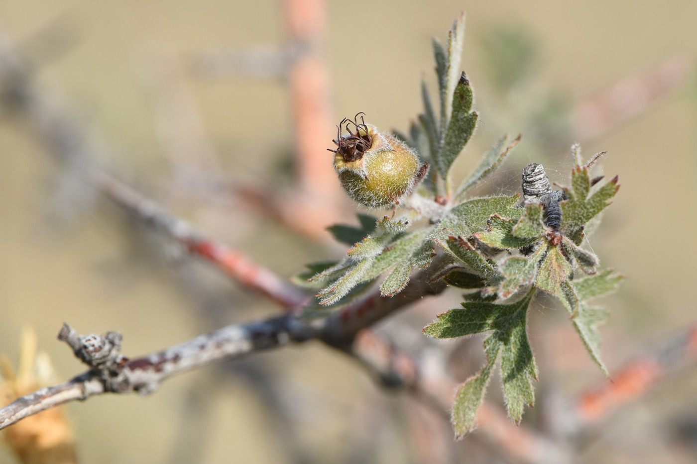 Изображение особи Crataegus orientalis.