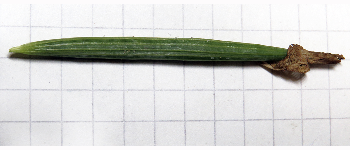 Image of Eschscholzia californica specimen.