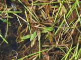 Potamogeton alpinus. Подводные и плавающие листья плодоносящего растения в сообществе со Sparganium hyperboreum (длинные зеленые листья). Магаданская обл., Ольский р-н, Клепкинская трасса, бассейн р. Танон, Танонская тундра, небольшое озеро. 21.08.2021.