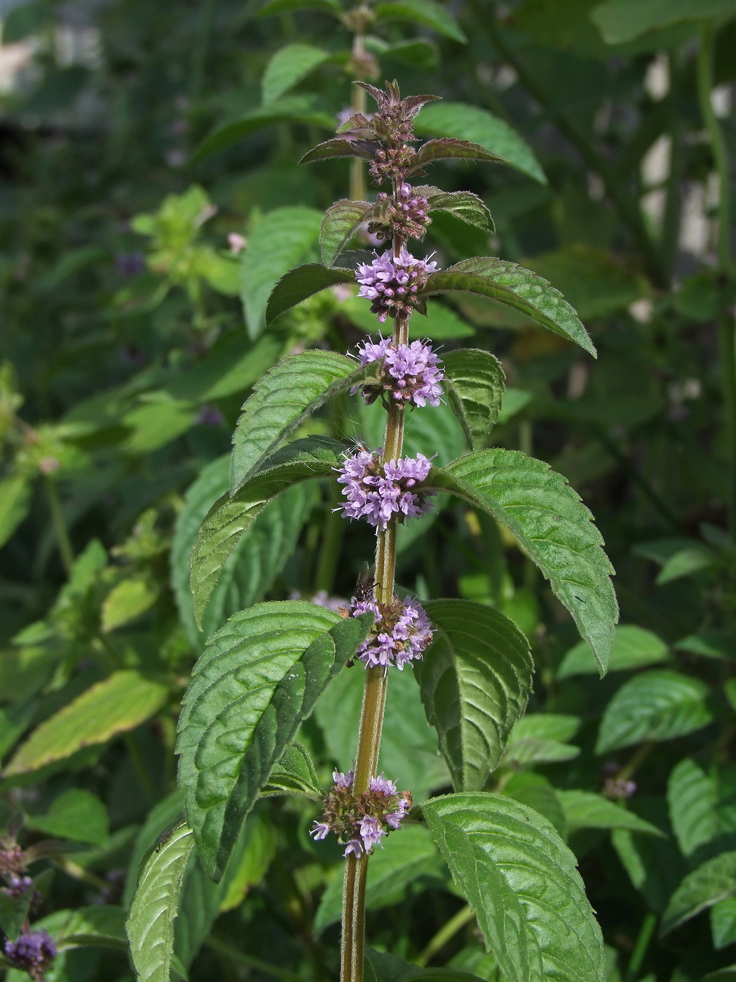 Image of Mentha canadensis specimen.