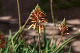 genus Aloe