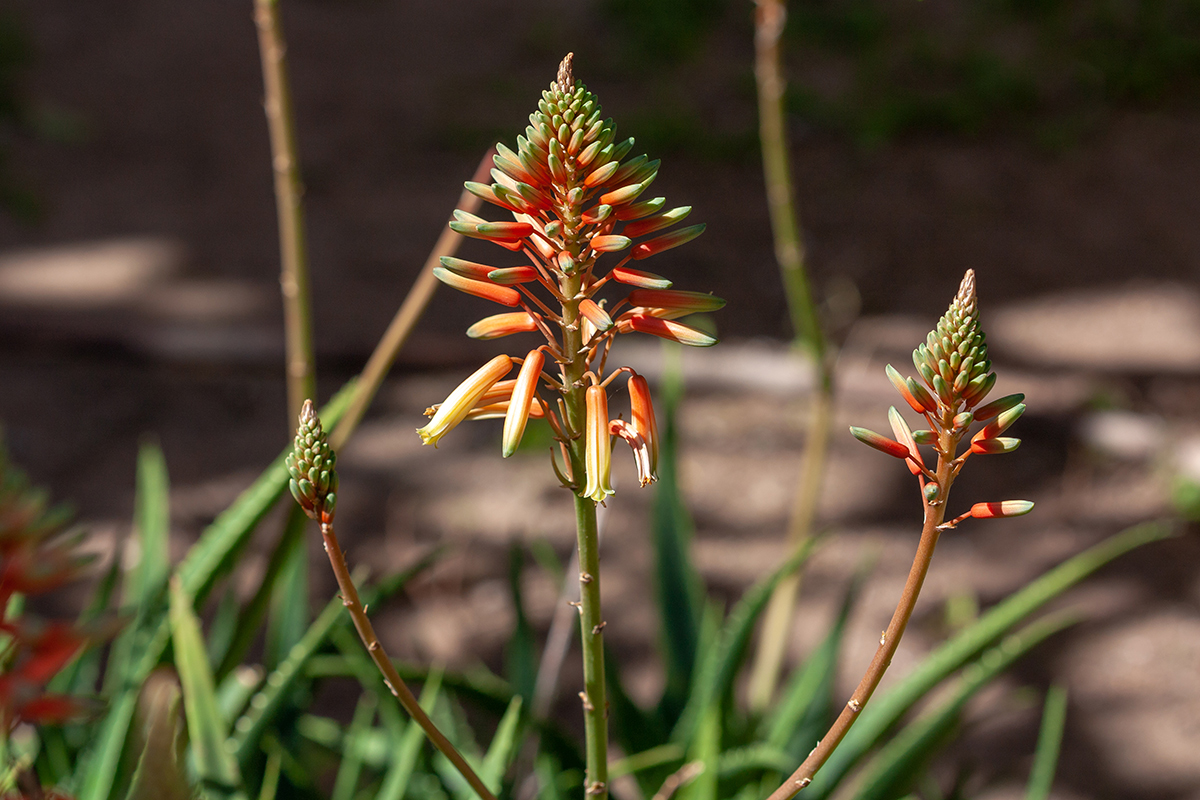 Image of genus Aloe specimen.