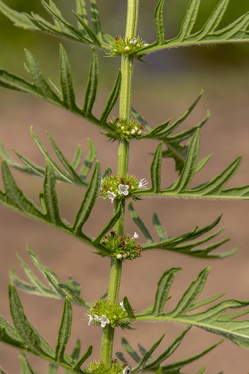 Image of Lycopus exaltatus specimen.