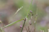 Milium vernale
