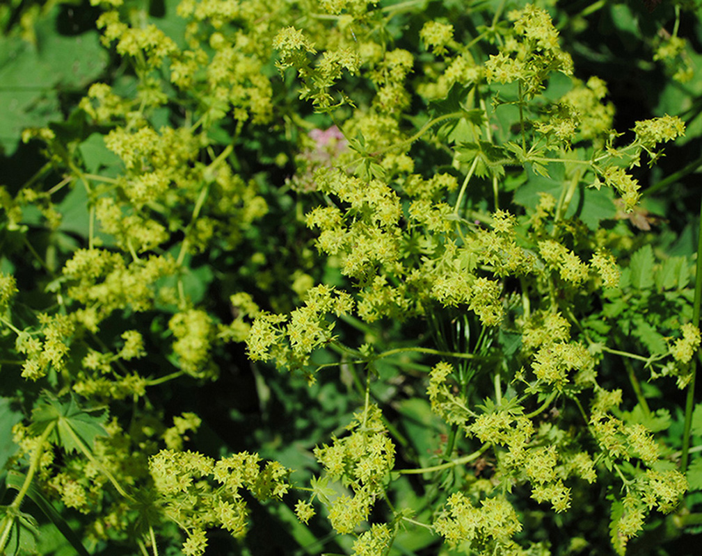 Image of Alchemilla minusculiflora specimen.