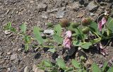 Capparis herbacea