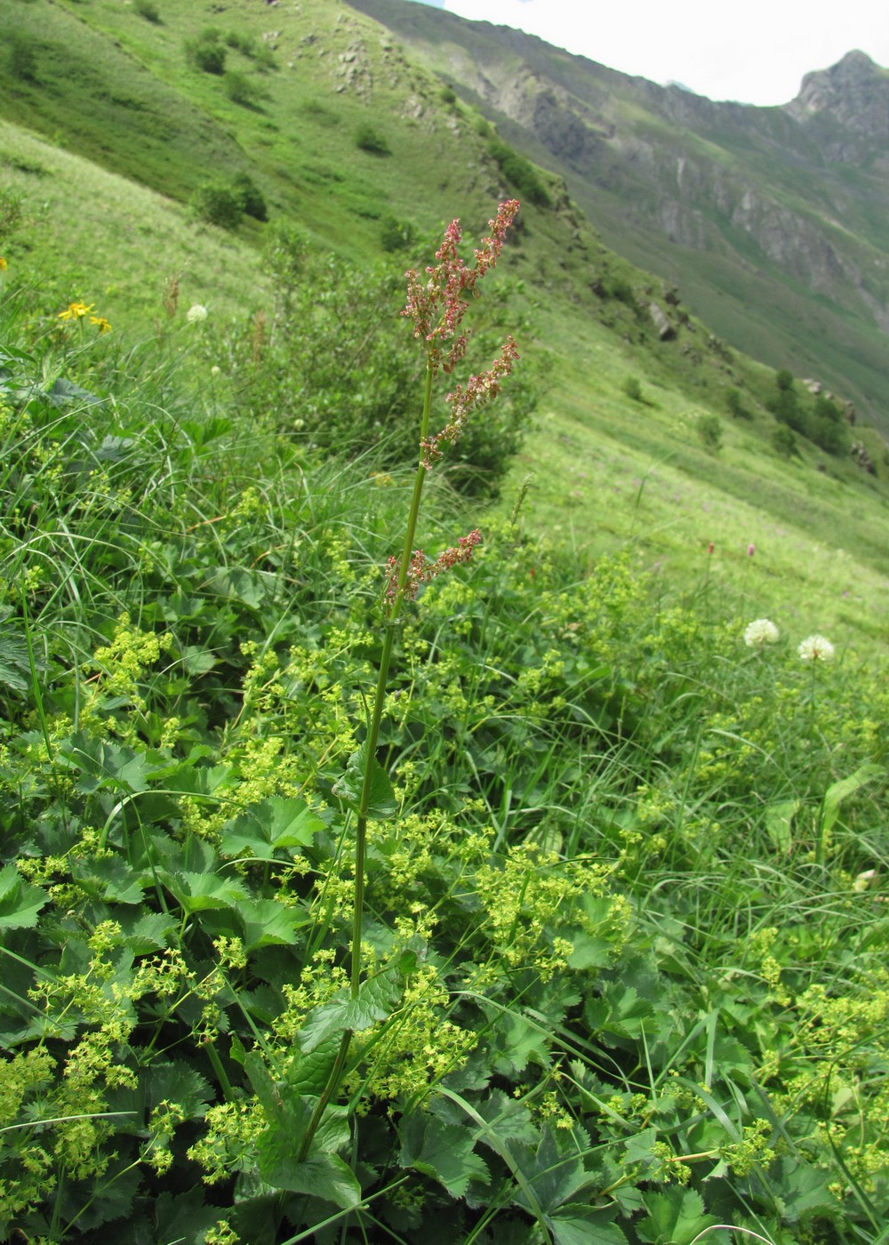 Изображение особи Rumex arifolius.