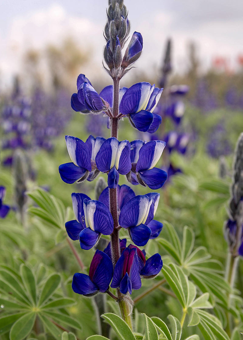 Изображение особи Lupinus pilosus.