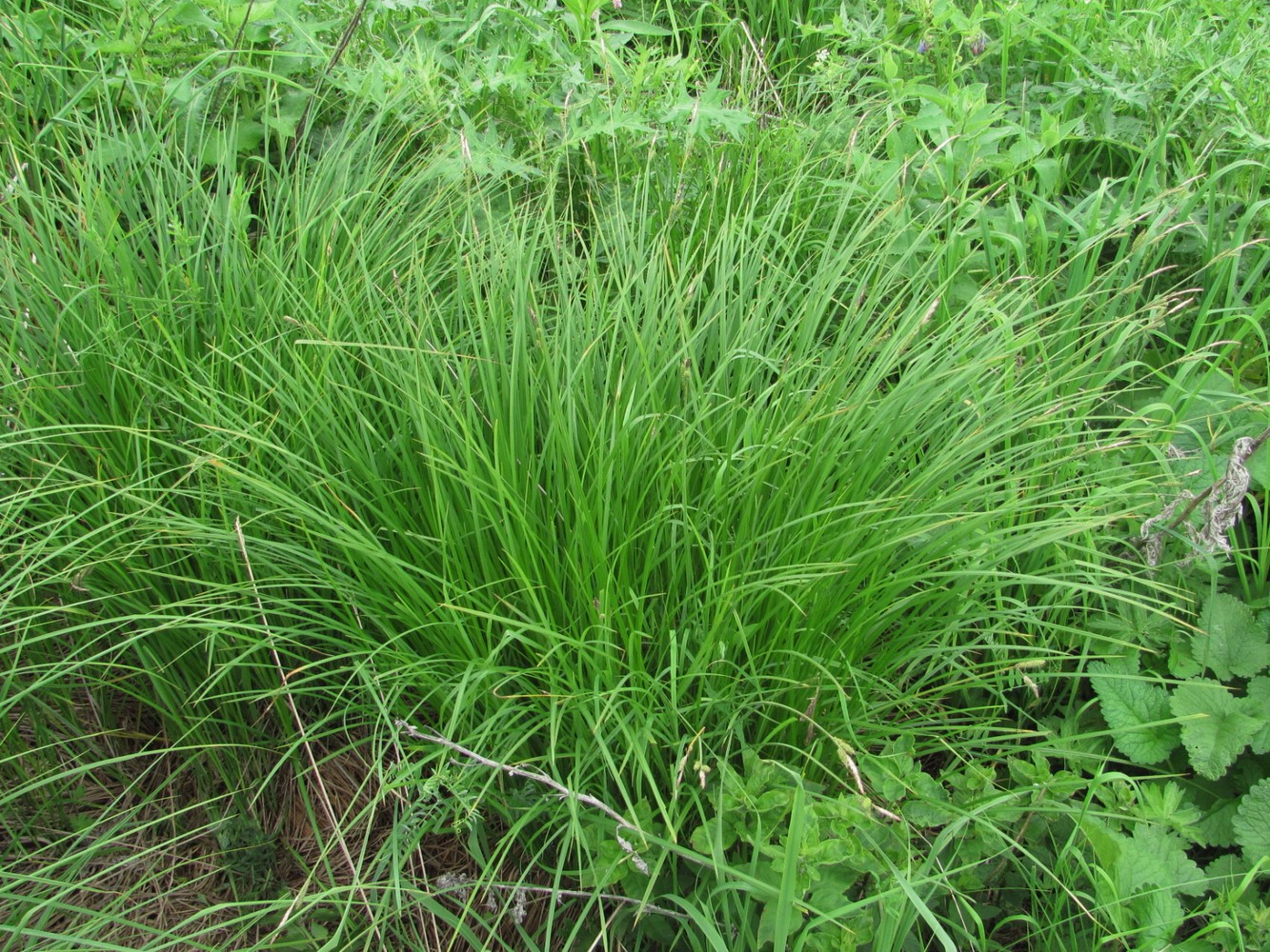 Image of Carex cespitosa specimen.