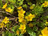 Waldsteinia ternata ssp. maximowicziana