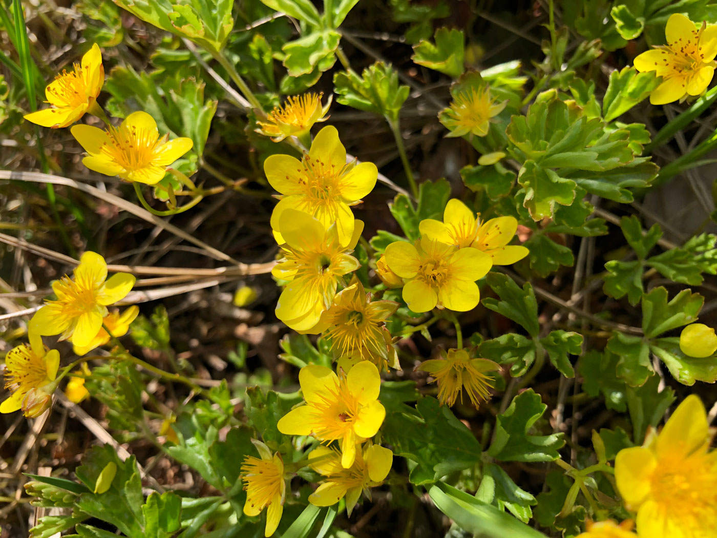 Image of Waldsteinia ternata ssp. maximowicziana specimen.