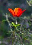 Anemone coronaria. Верхушка побега с цветком. Израиль, лес Бен-Шемен. 05.03.2022.