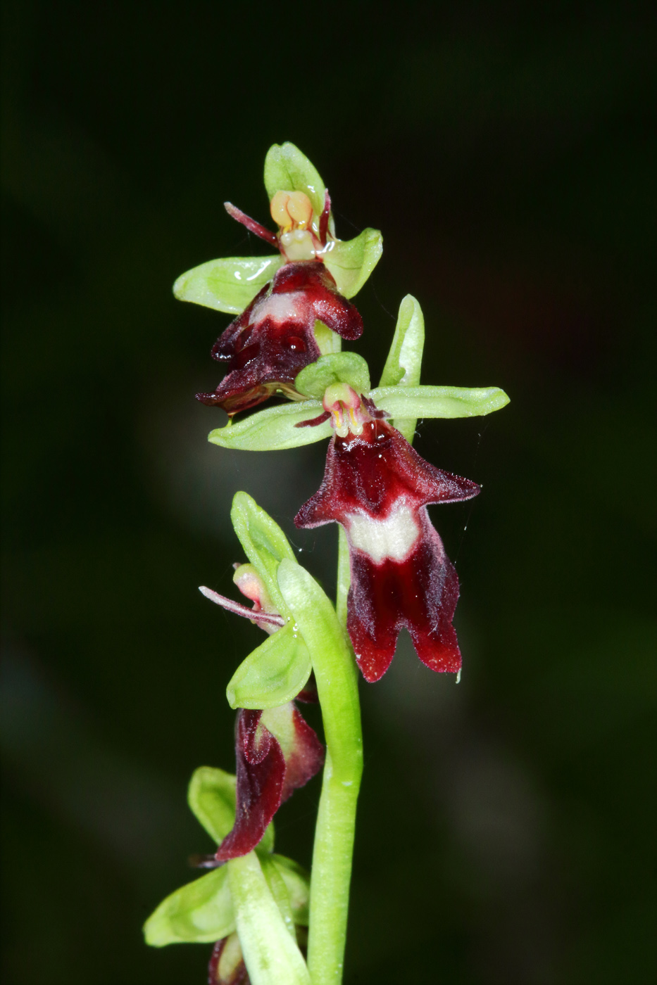 Image of Ophrys insectifera specimen.