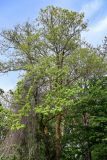 Acer campestre