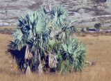 Bismarckia nobilis. Вегетирующее растение. Мадагаскар, провинция Фианаранцуа, р-н Ихурумбе, окр. г. Раноира, заповедник \"Исало\". 02.12.2019.
