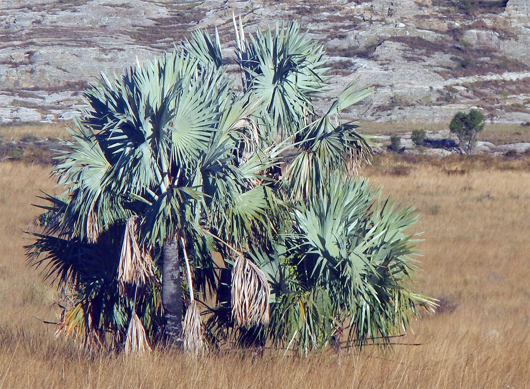 Image of Bismarckia nobilis specimen.