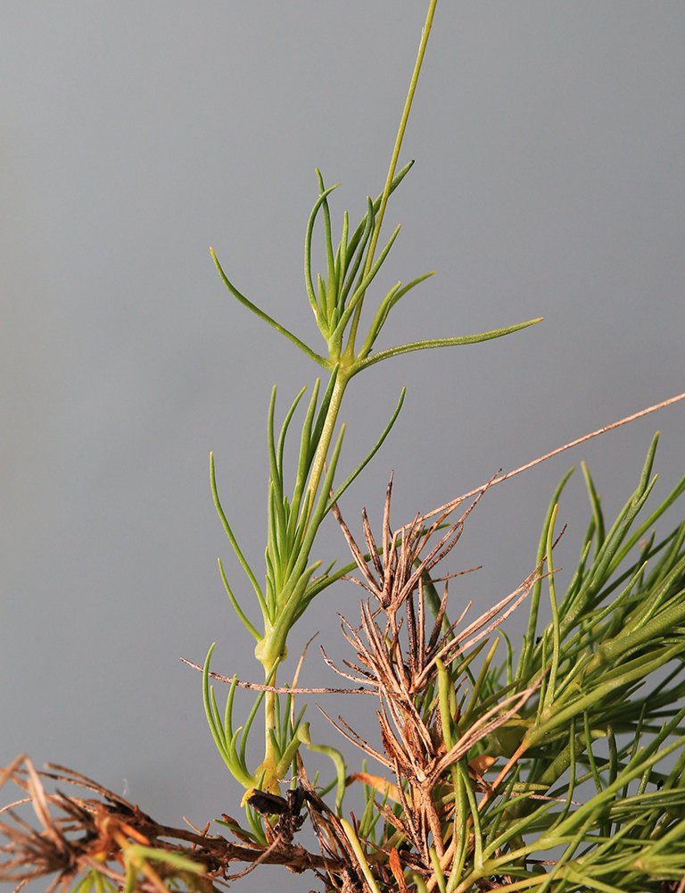 Image of Minuartia gracilipes specimen.