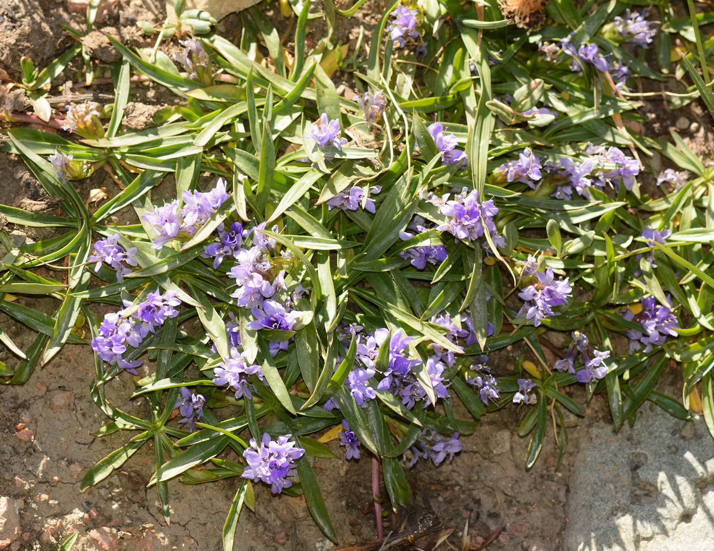 Image of Lagotis korolkowii specimen.