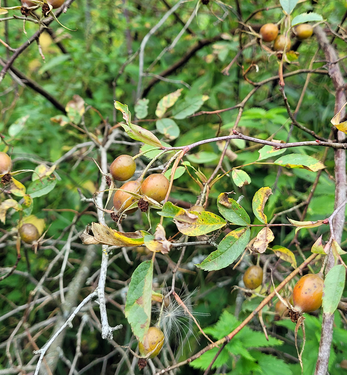 Image of Rosa glauca specimen.