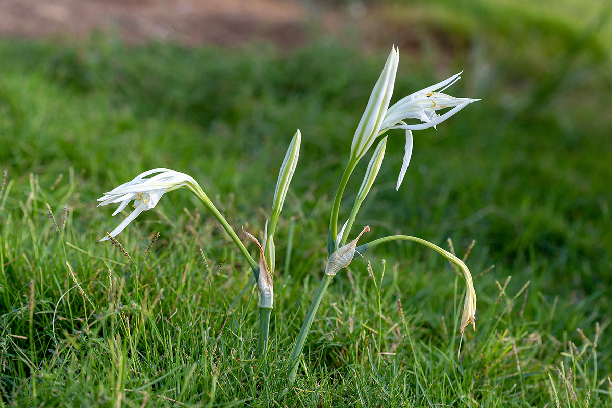 Image of Pancratium maritimum specimen.