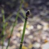 Image of taxon representative. Author is Игорь Павлов