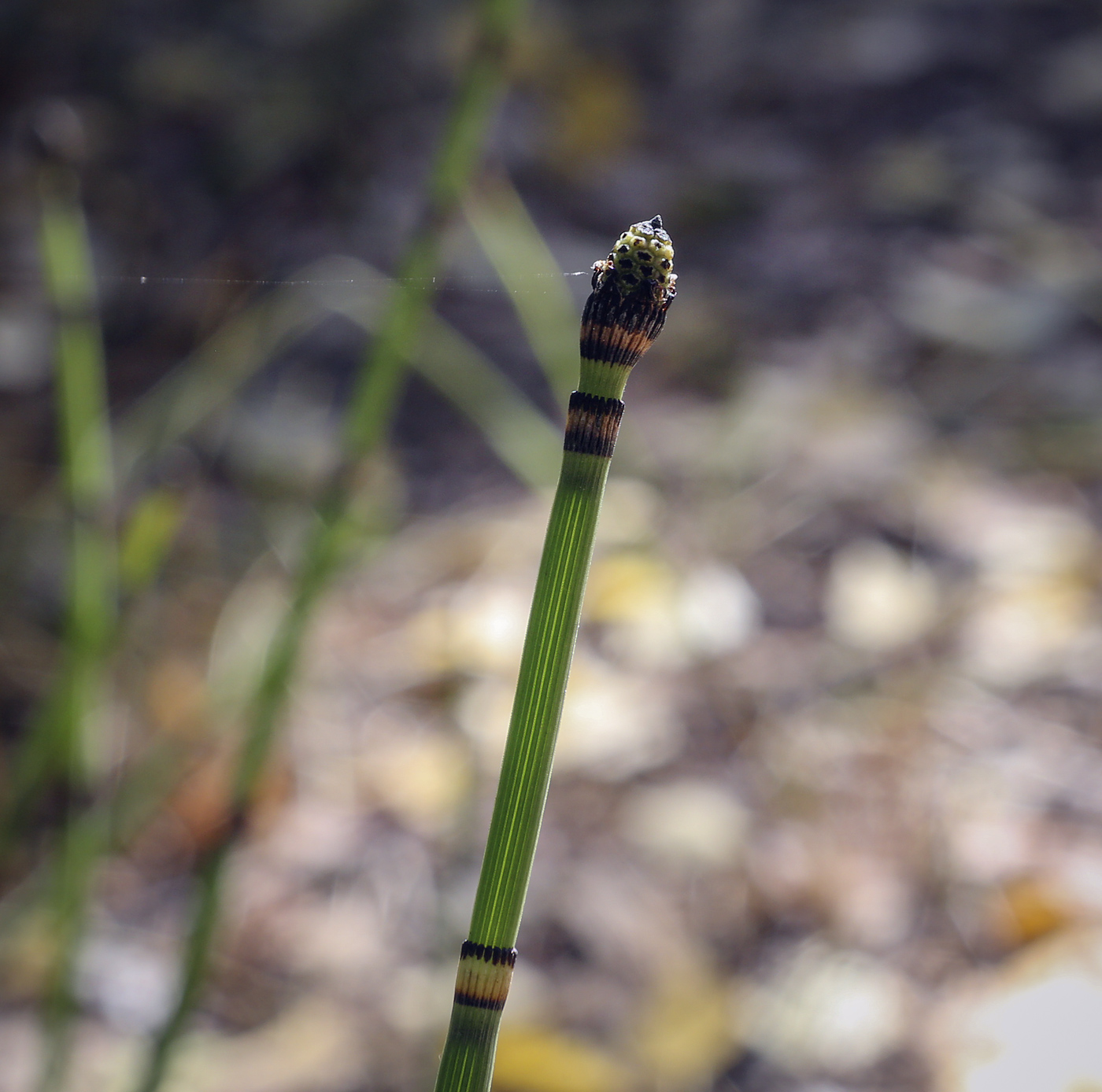 Изображение особи Equisetum hyemale.