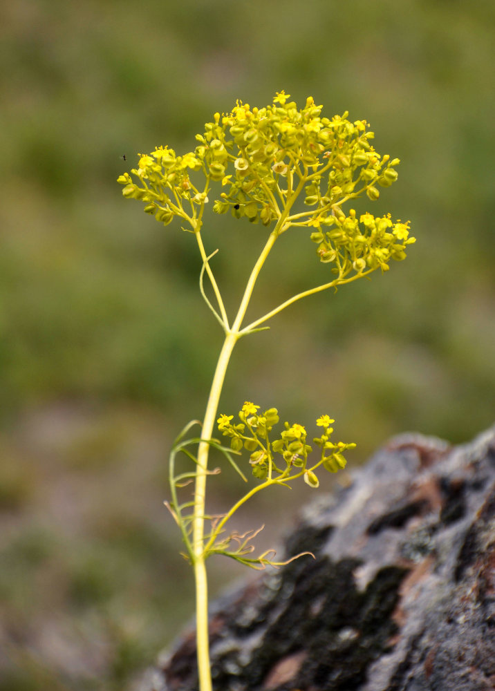 Image of Patrinia intermedia specimen.