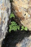 Phegopteris connectilis. Молодые растения в сообществе с молодым Campanula rotundifolia(?) на сырой моховой подушке в расщелине между камней. Мурманская обл., Кольский р-н, долина р. Западная Лица ниже автодороги А138 Мурманск — Печенга, 4-й падун, скала в русле реки. 02.08.2022.