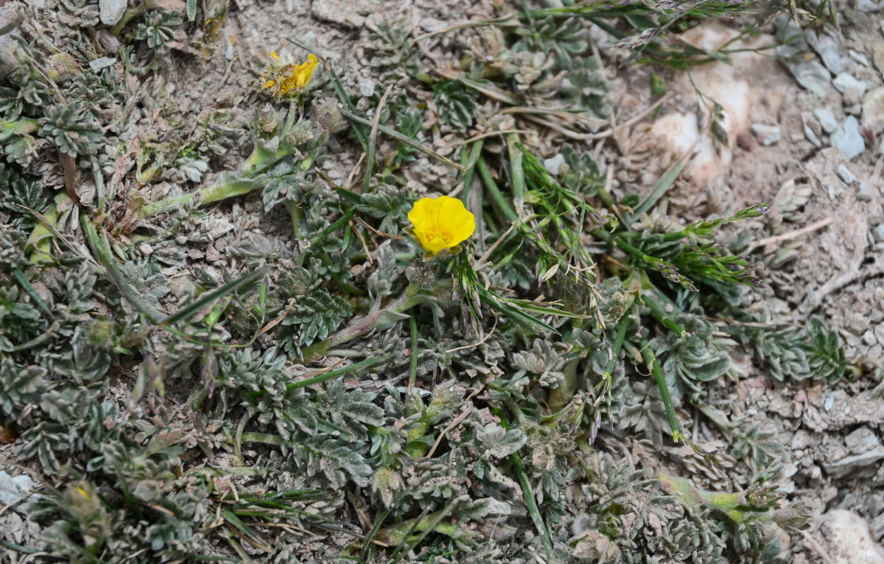 Image of genus Potentilla specimen.