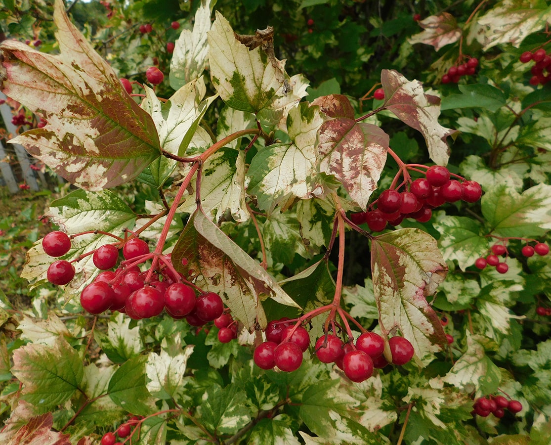 Image of Viburnum opulus specimen.