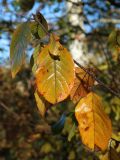 Frangula alnus