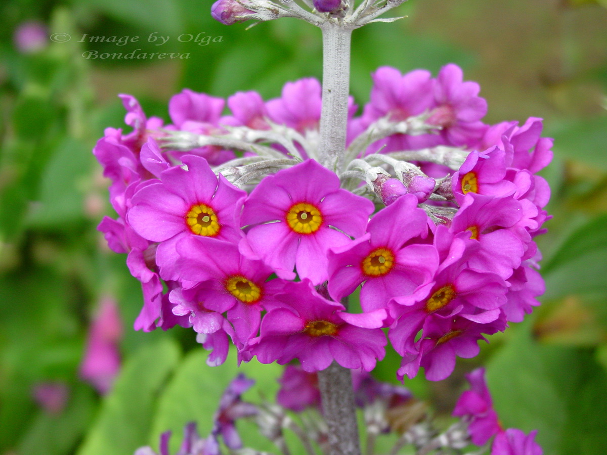 Image of Primula beesiana specimen.