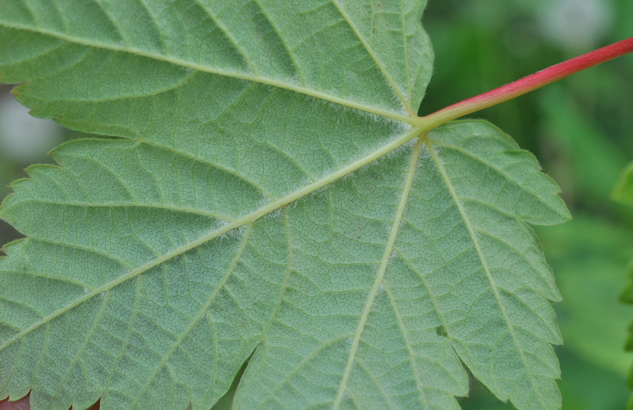 Image of Acer ukurunduense specimen.