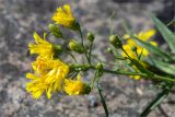 Hieracium umbellatum разновидность dunale. Верхушка побега с соцветиями. Ленинградская обл., Выборгский р-н, Финский залив, о-в Вихревой, расщелина в скале. 04.07.2021.