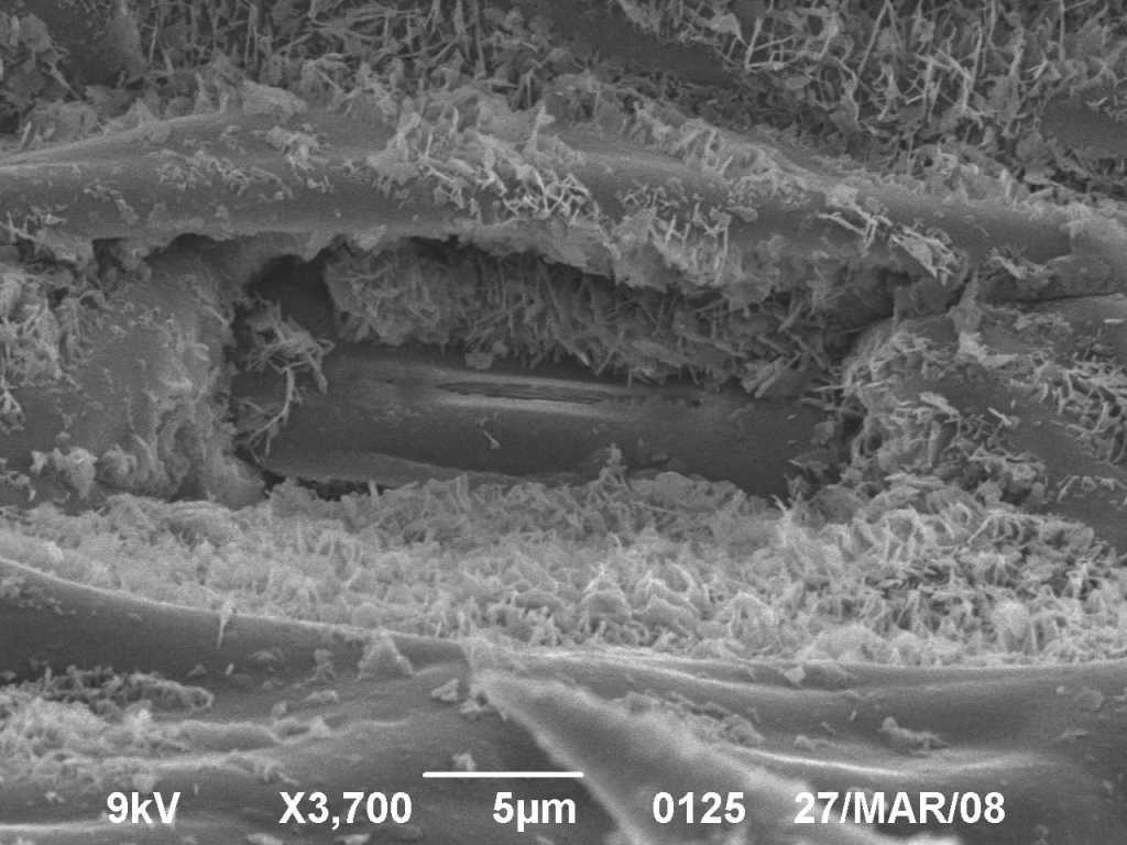 Image of Achnatherum bromoides specimen.
