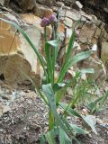Allium platyspathum