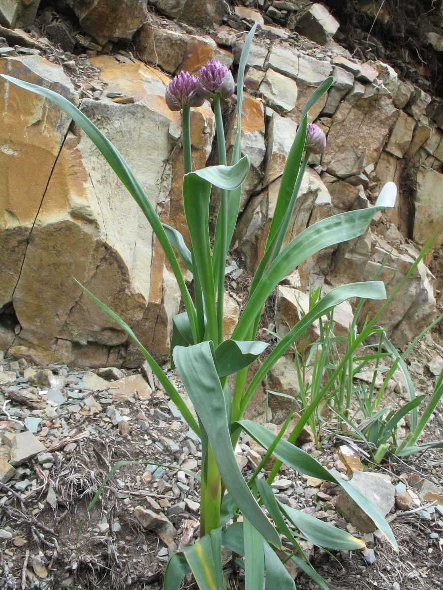Изображение особи Allium platyspathum.