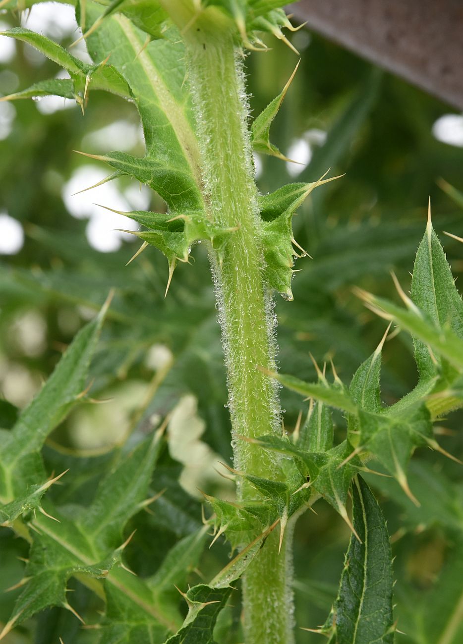 Изображение особи род Cirsium.