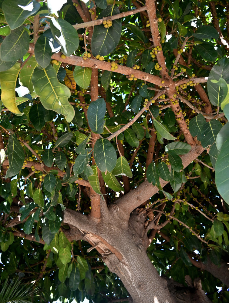 Image of Ficus lutea specimen.