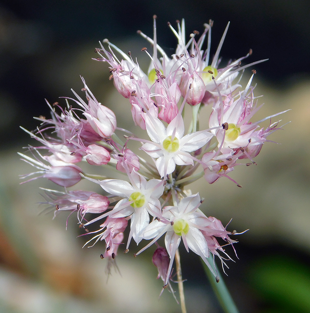 Изображение особи Allium psebaicum.